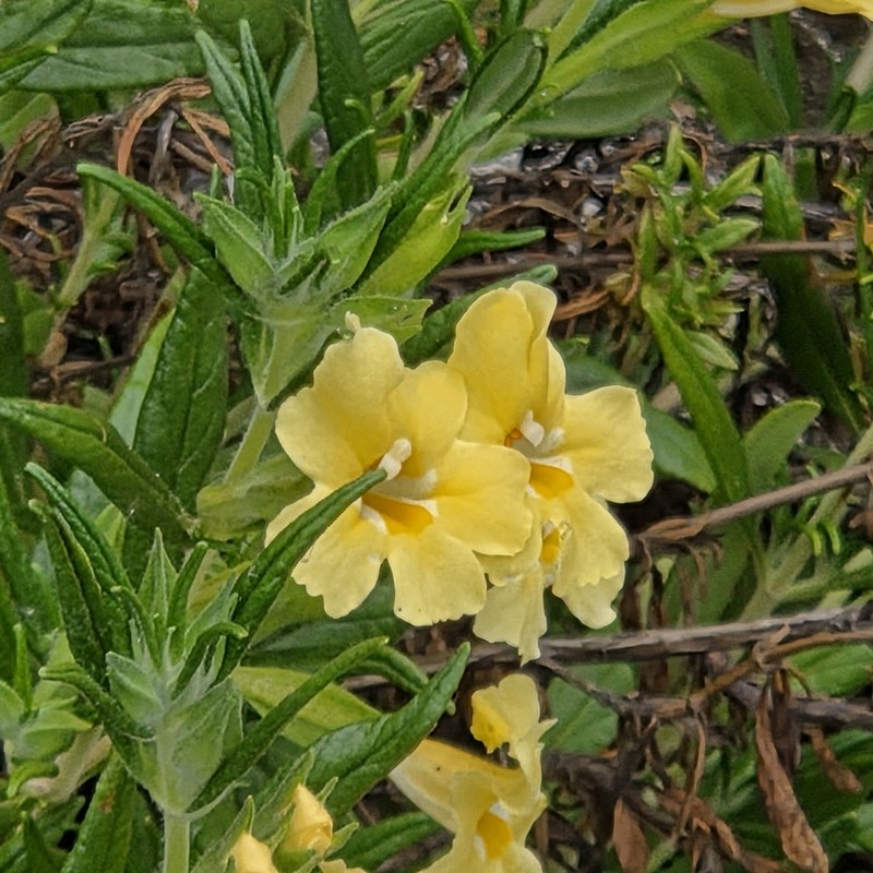 Kaweah River Bush Monkeyflower photo 3