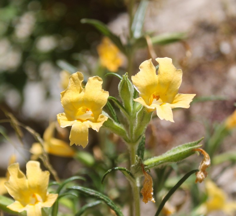 Kaweah River Bush Monkeyflower photo 4