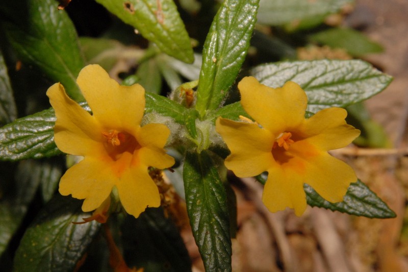 Kaweah River Bush Monkeyflower photo 5