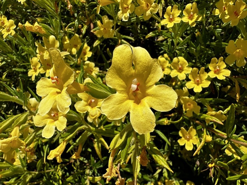 Kaweah River Bush Monkeyflower photo 6
