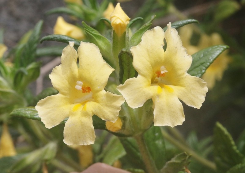 Kaweah River Bush Monkeyflower photo 7
