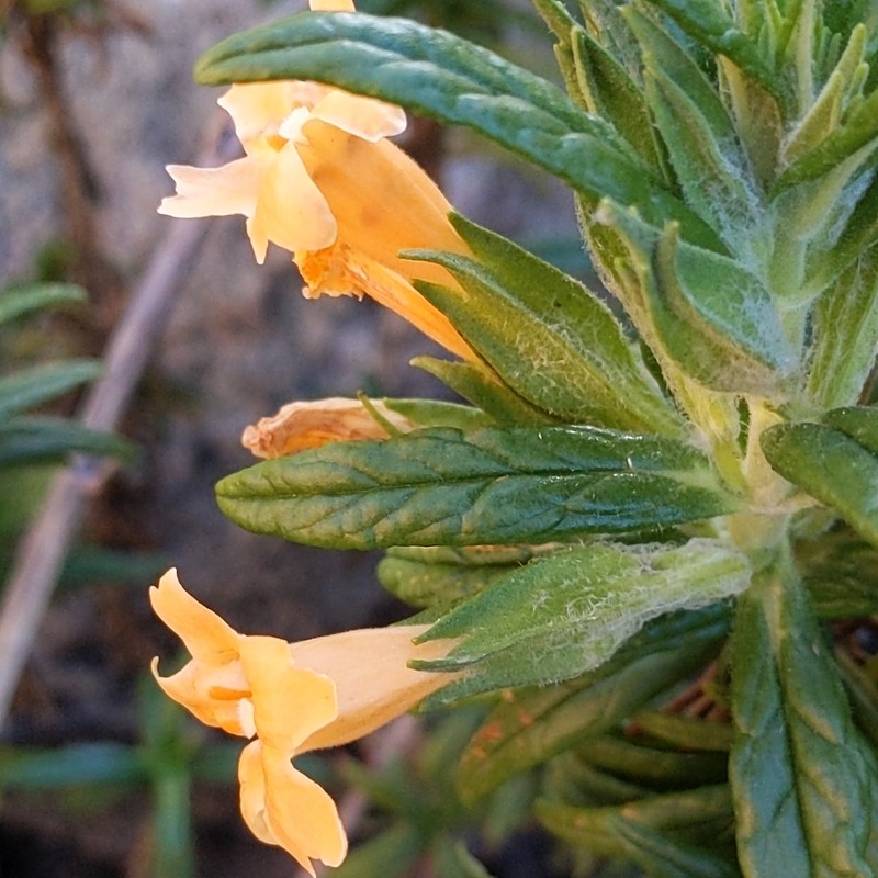 Kaweah River Bush Monkeyflower photo 8