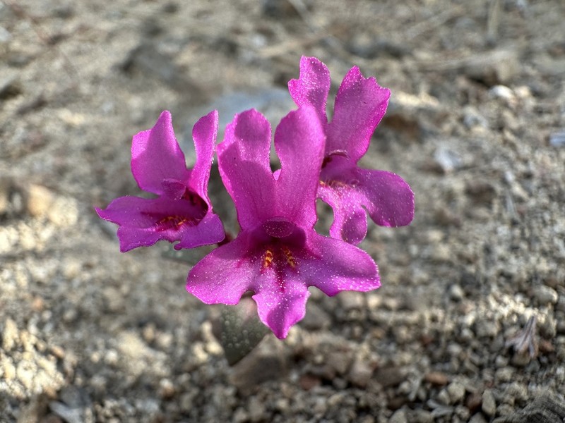 Diplacus cascadensis photo 8