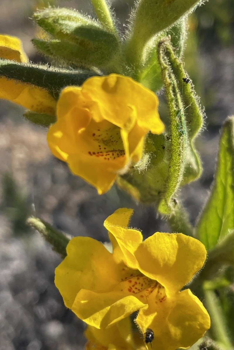 Cleveland's Bush Monkeyflower