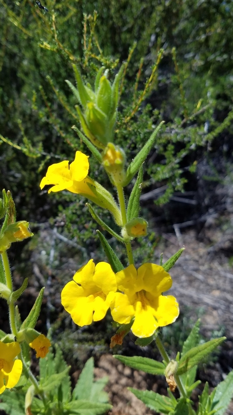 Cleveland's Bush Monkeyflower photo 2