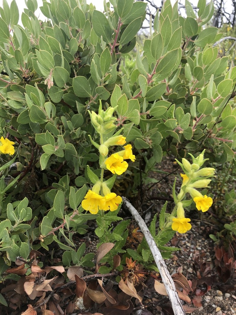 Cleveland's Bush Monkeyflower photo 3
