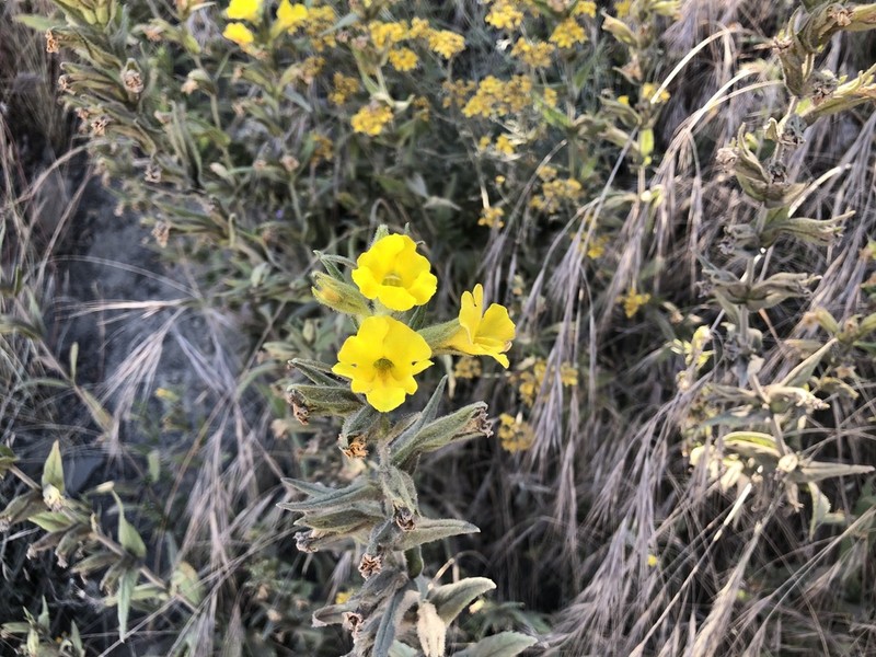 Cleveland's Bush Monkeyflower photo 4