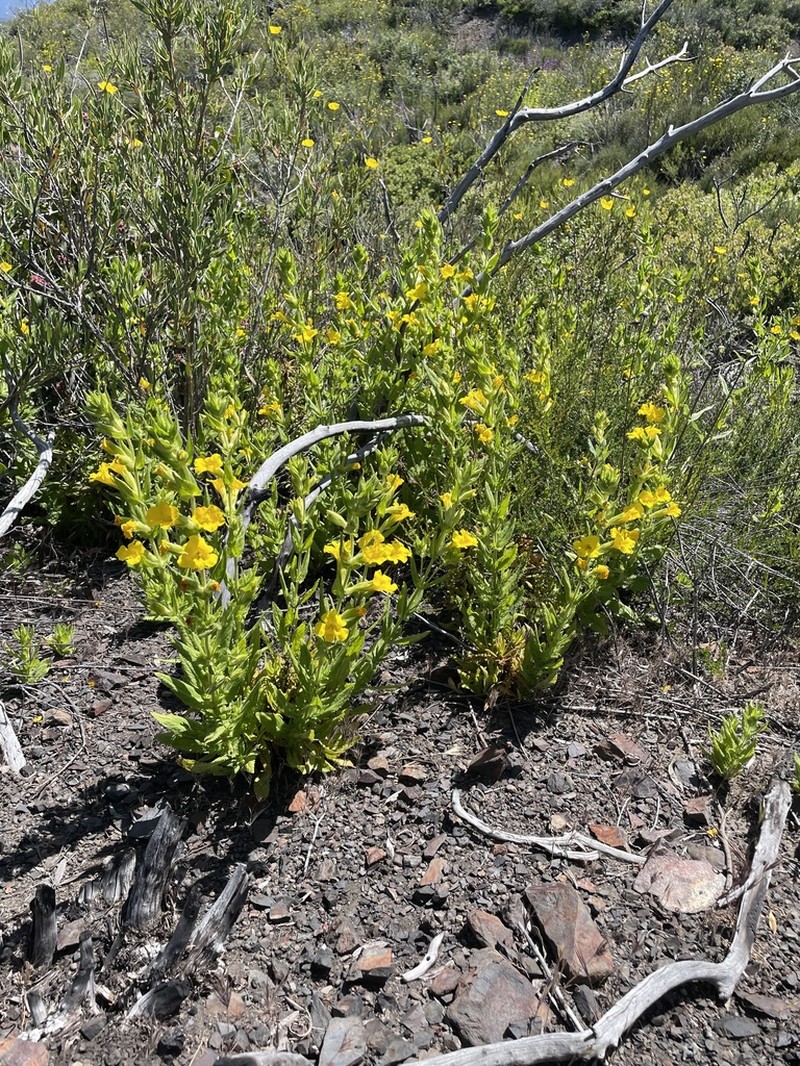 Cleveland's Bush Monkeyflower photo 5
