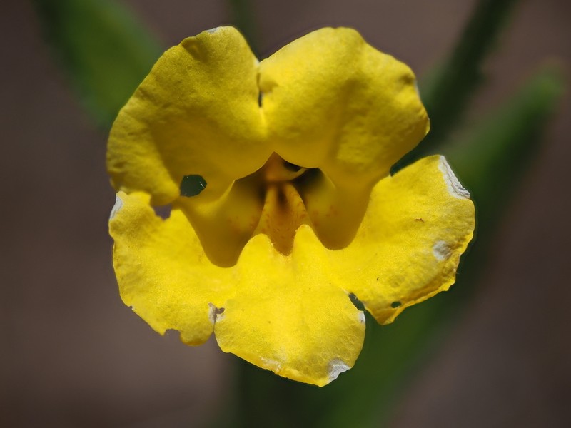 Cleveland's Bush Monkeyflower photo 6