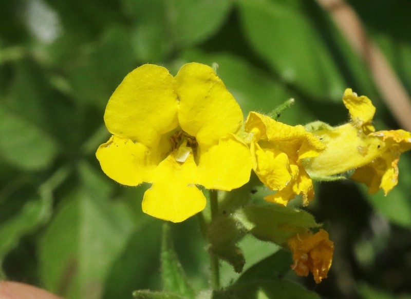 Cleveland's Bush Monkeyflower photo 7