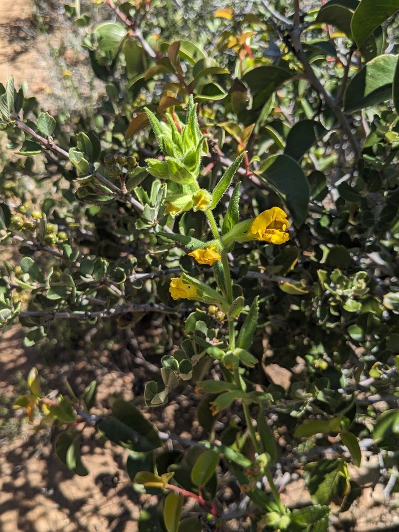 Cleveland's Bush Monkeyflower photo 8