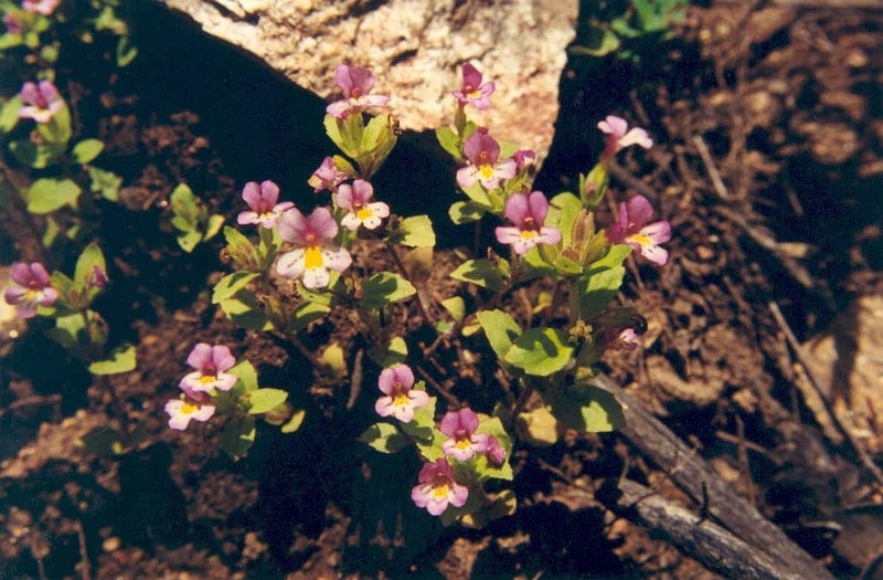 North Idaho Monkeyflower
