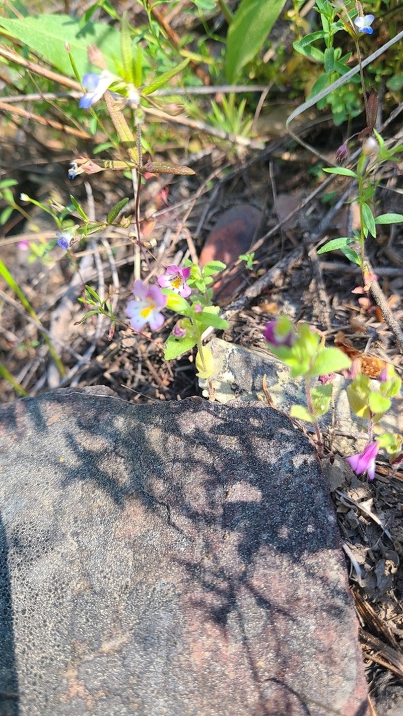 North Idaho Monkeyflower photo 2