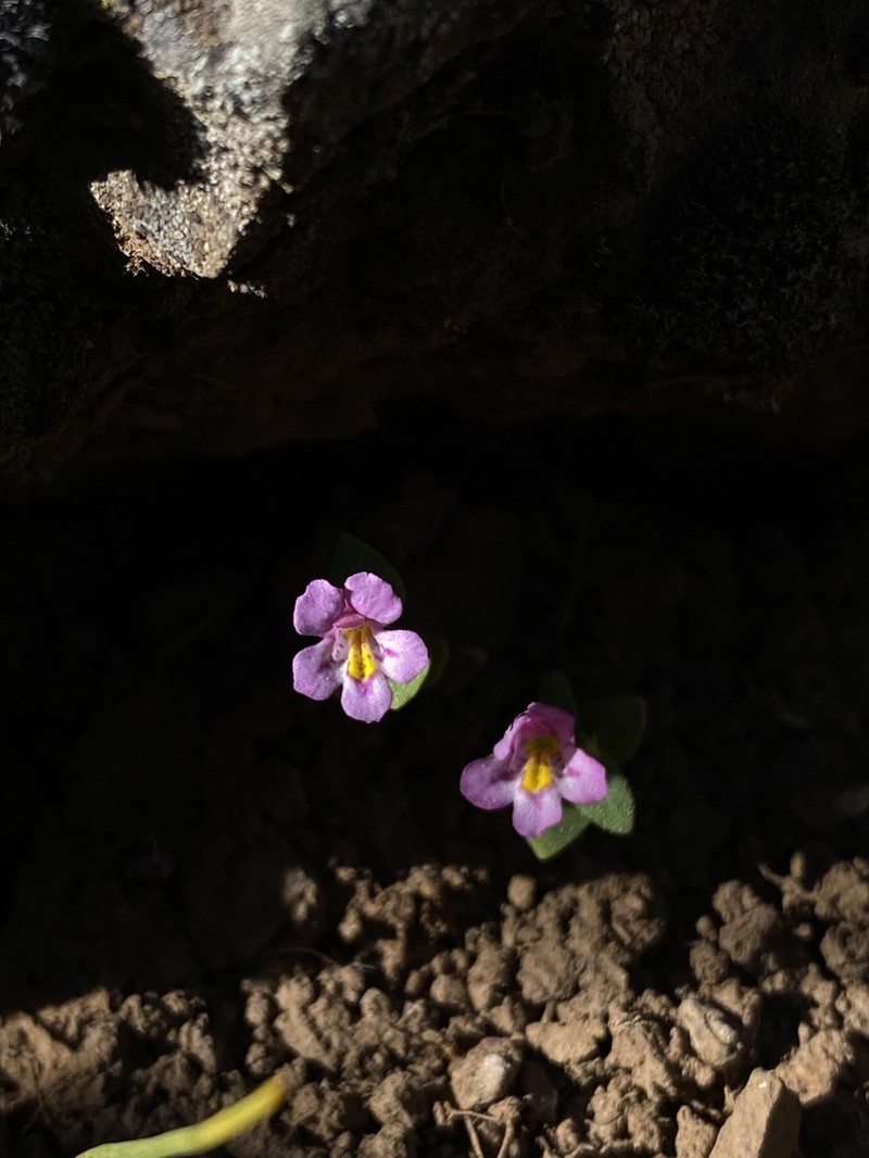 North Idaho Monkeyflower photo 3