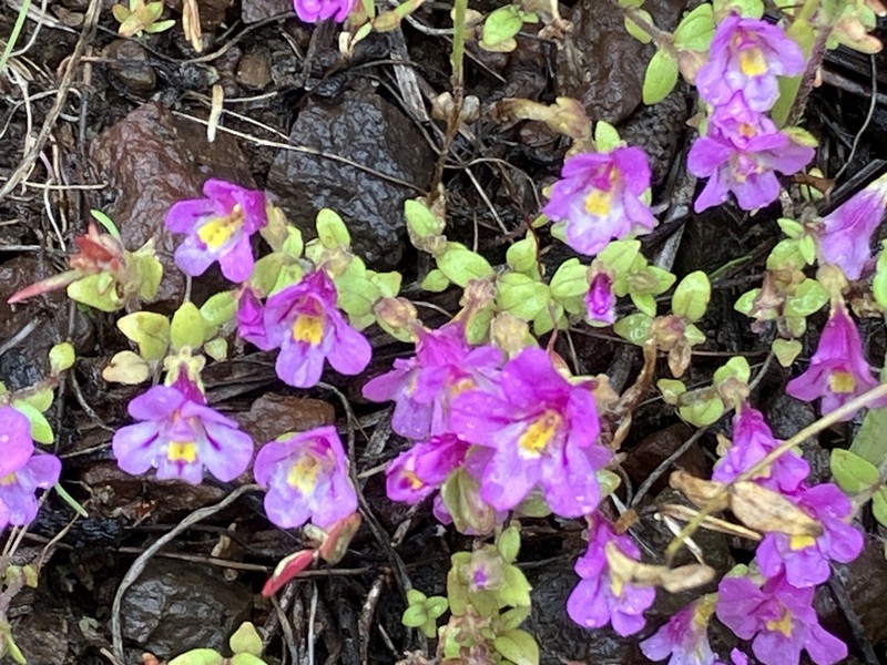 North Idaho Monkeyflower photo 4