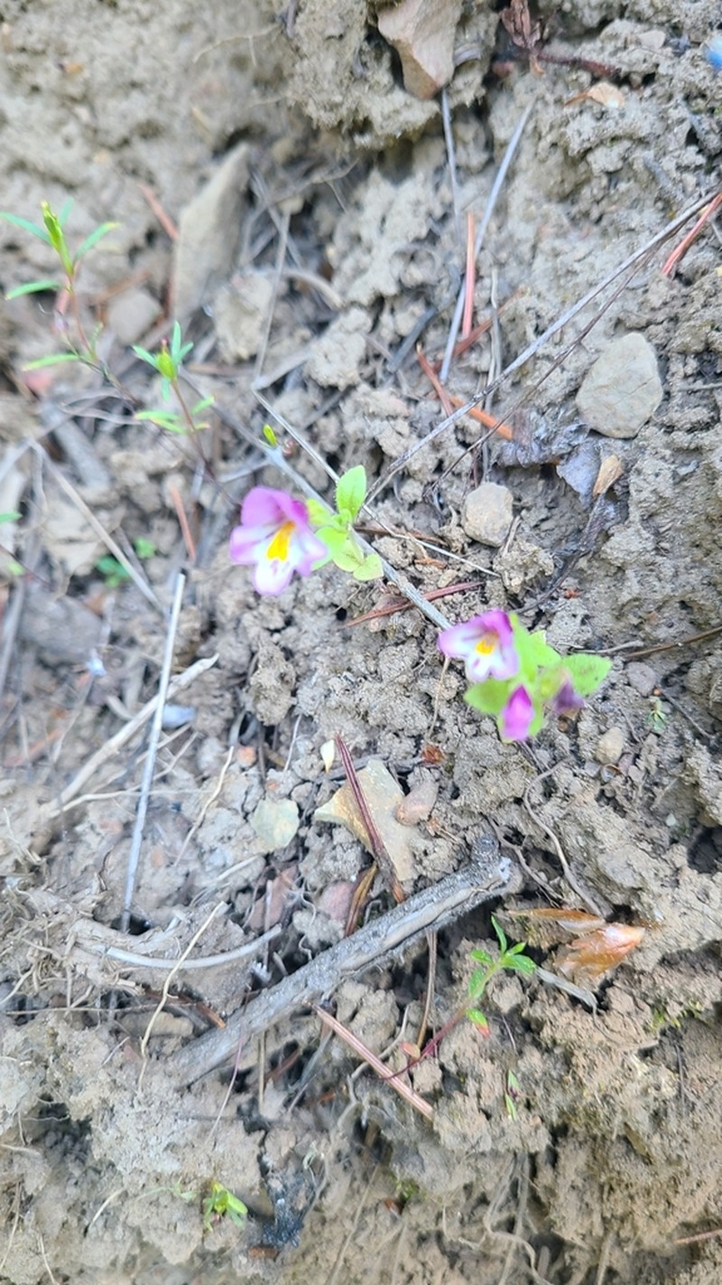 North Idaho Monkeyflower photo 6