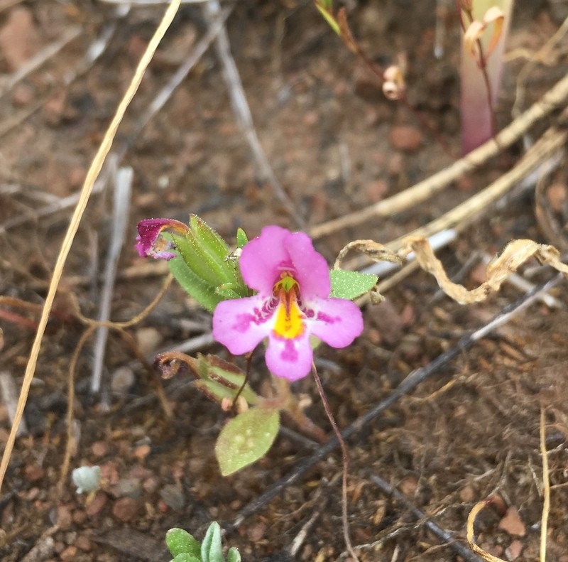 North Idaho Monkeyflower photo 7