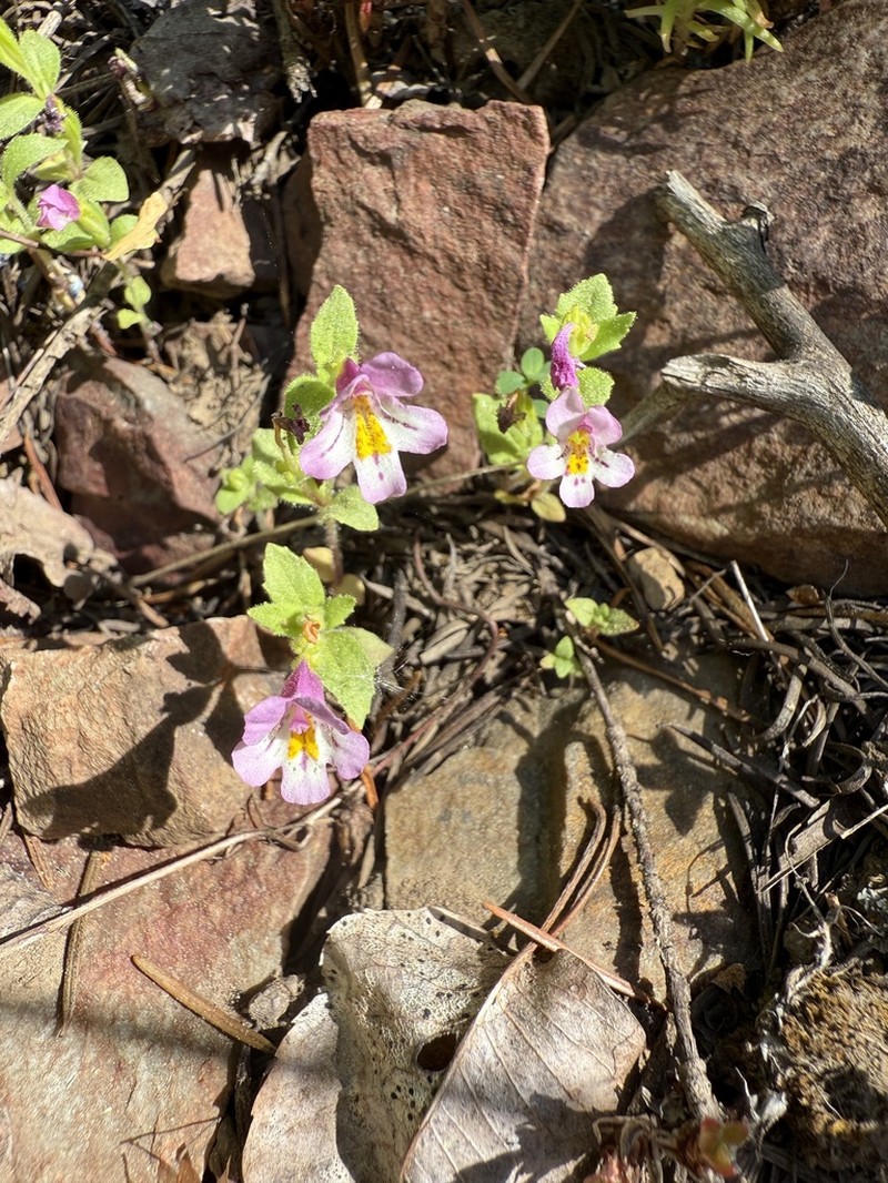 North Idaho Monkeyflower photo 8