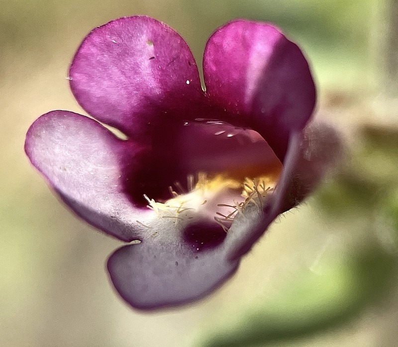 Diplacus compactus