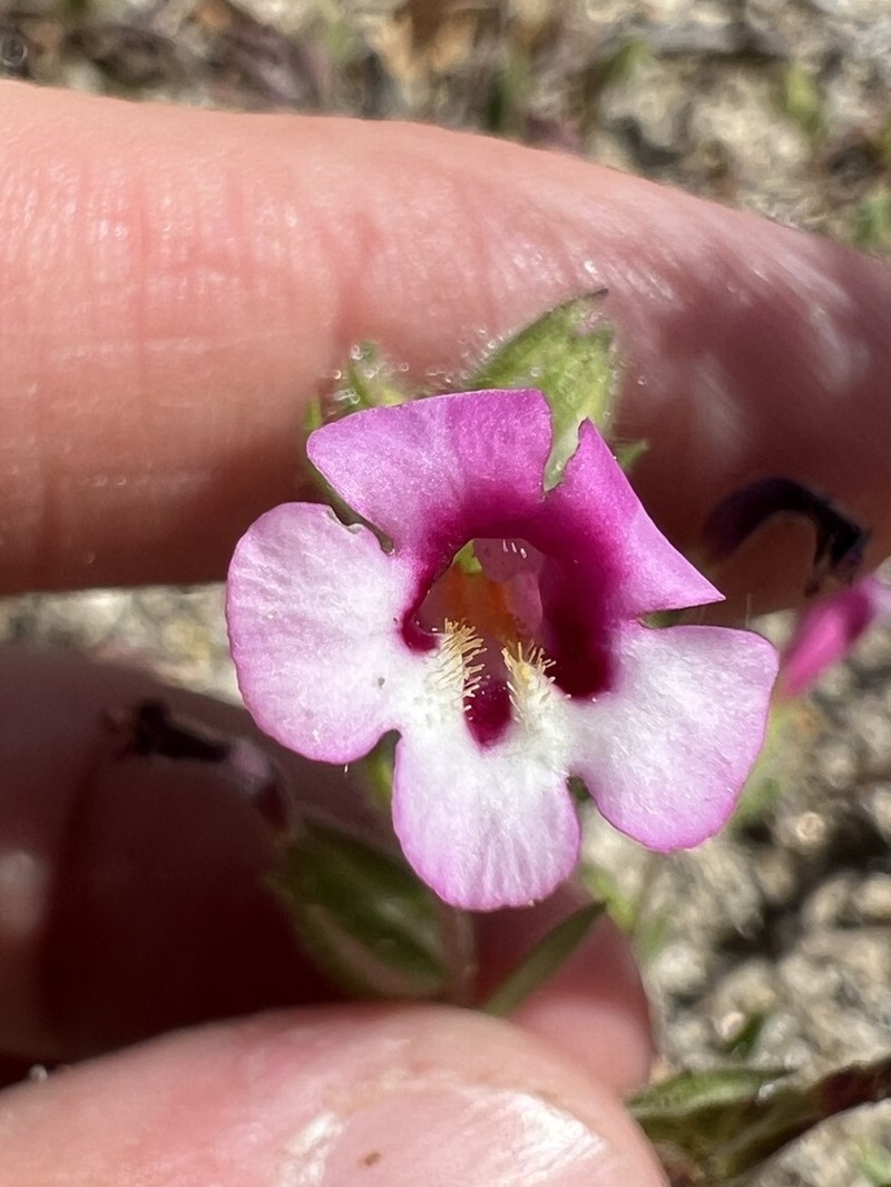 Diplacus compactus photo 2