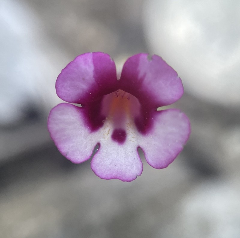 Diplacus compactus photo 3