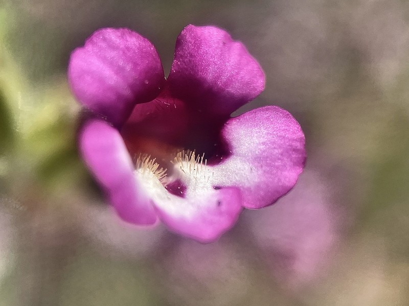 Diplacus compactus photo 5
