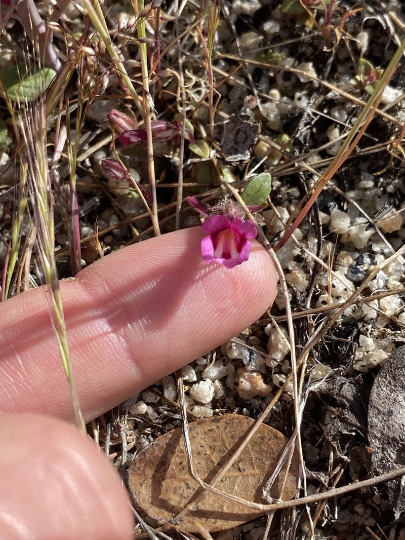 Diplacus compactus photo 7