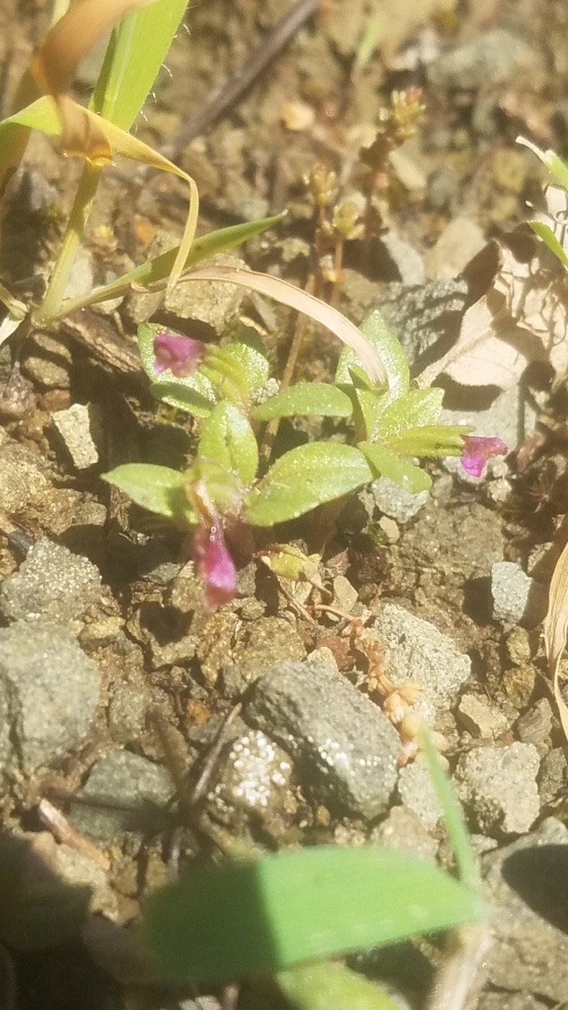 Congdon's Monkeyflower