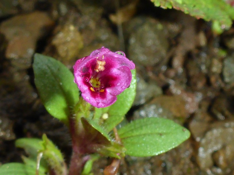 Congdon's Monkeyflower photo 2