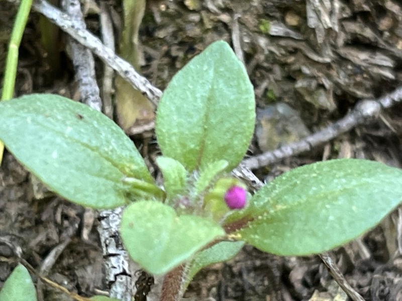 Congdon's Monkeyflower photo 3