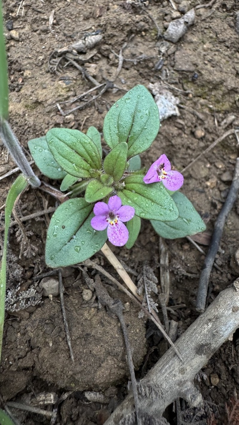 Congdon's Monkeyflower photo 4