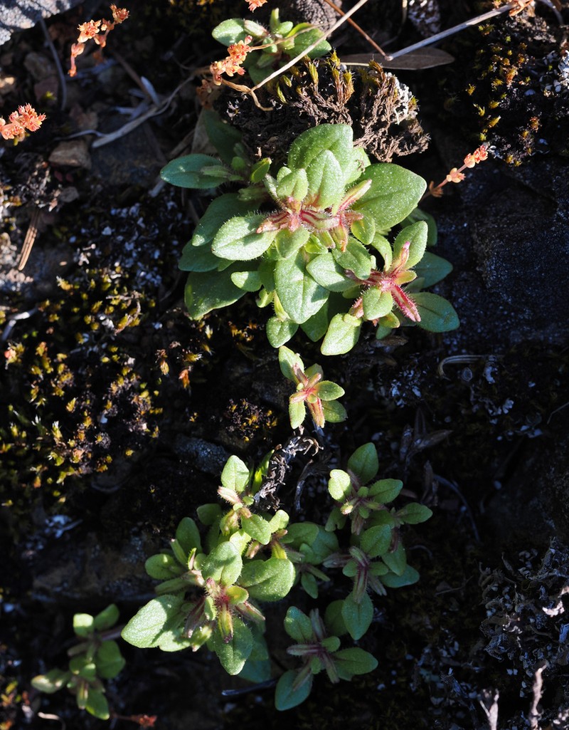 Congdon's Monkeyflower photo 5