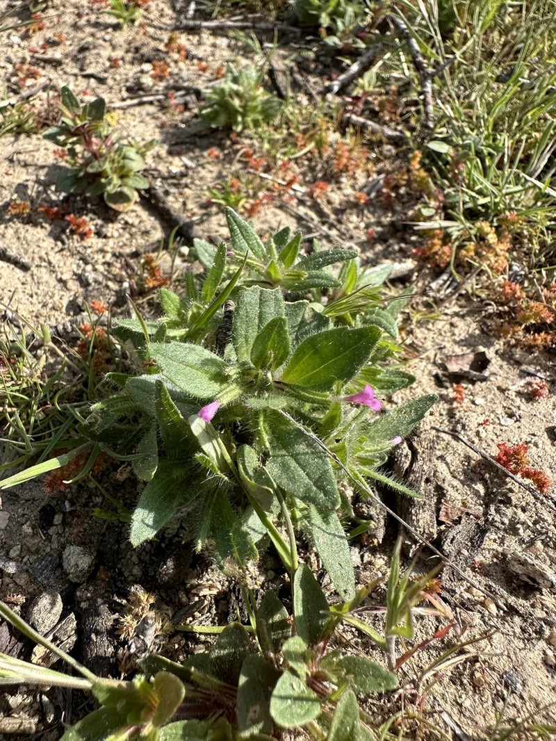 Congdon's Monkeyflower photo 6