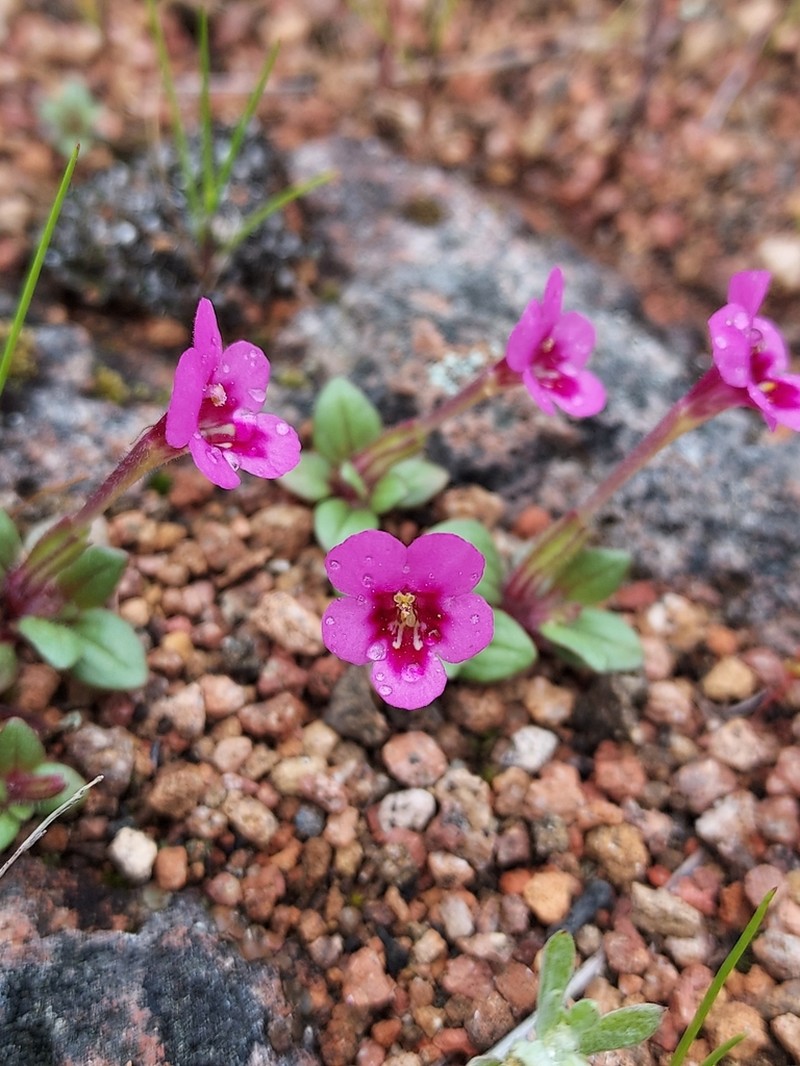 Congdon's Monkeyflower photo 7