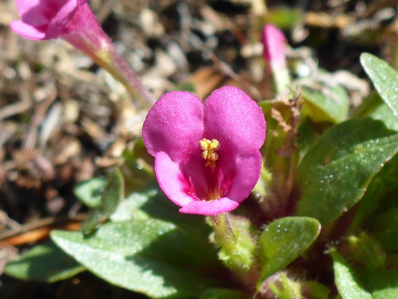 Congdon's Monkeyflower photo 8