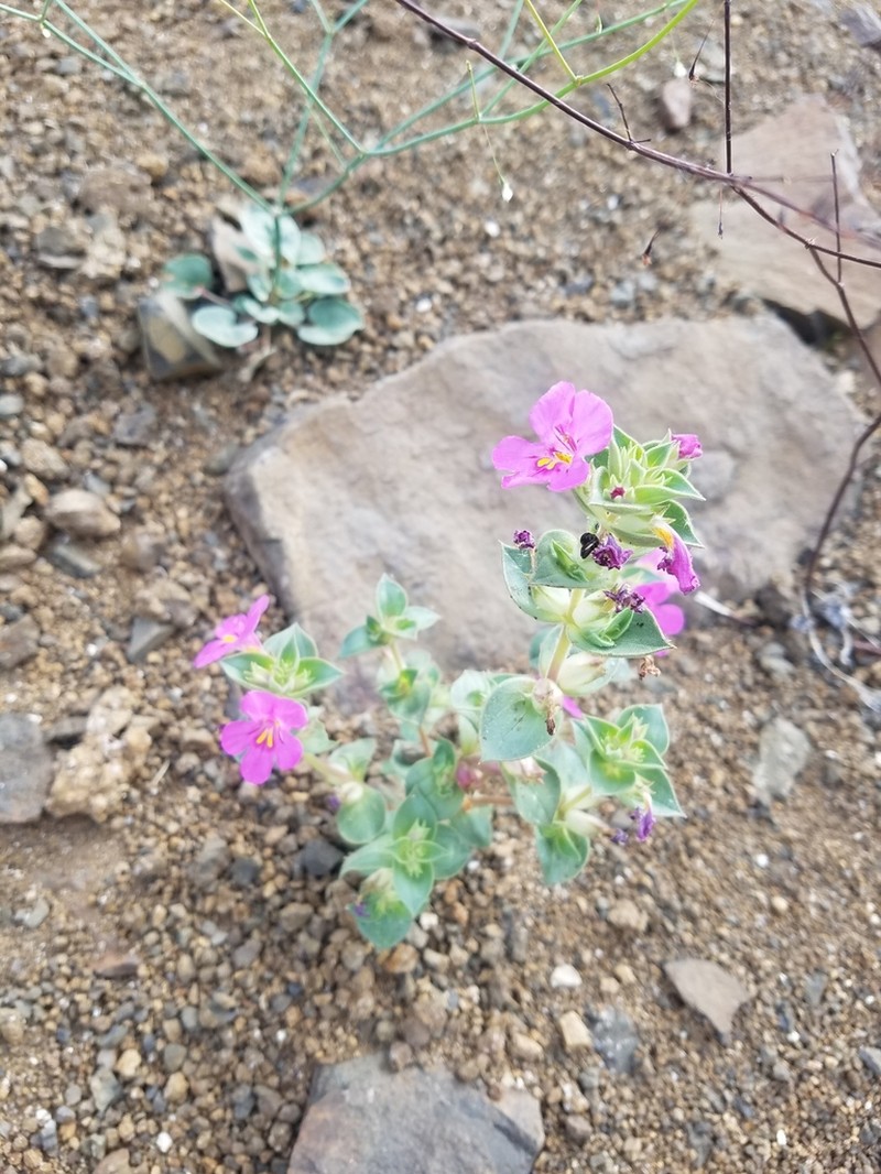 Cusick's Monkeyflower photo 2