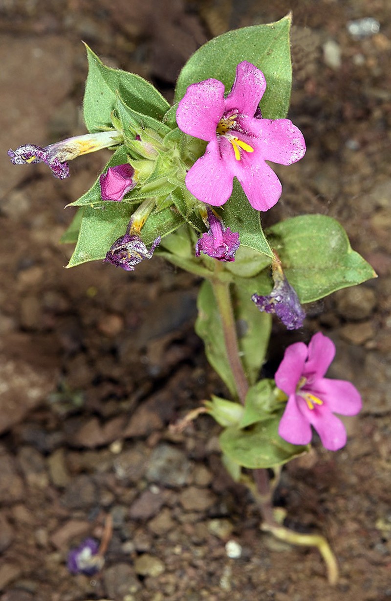 Cusick's Monkeyflower photo 3