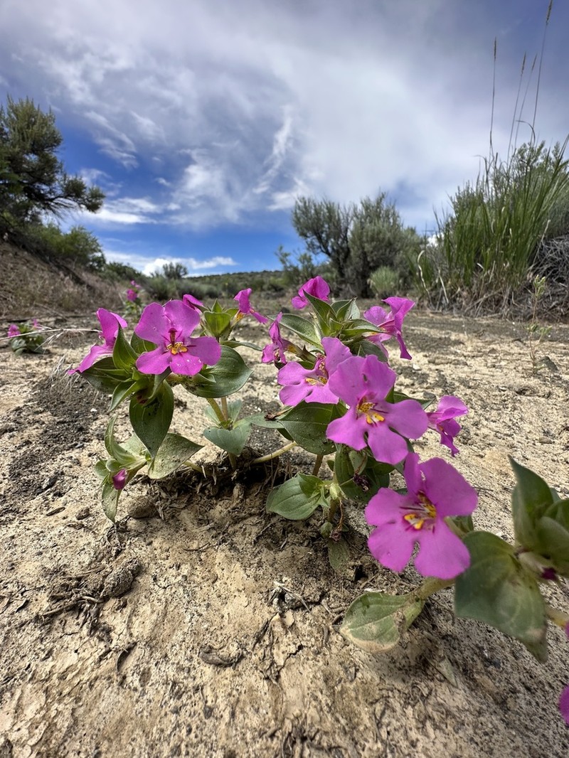 Cusick's Monkeyflower photo 5