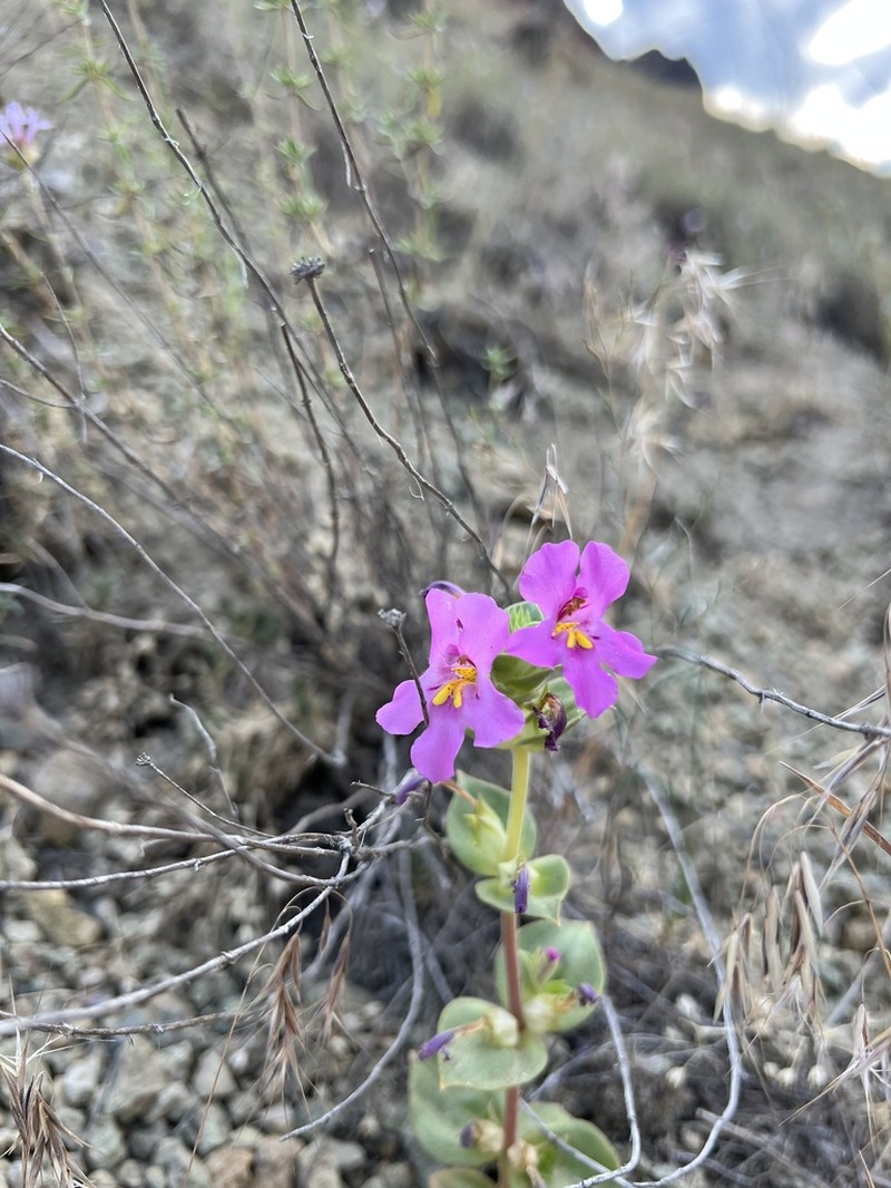 Cusick's Monkeyflower photo 6
