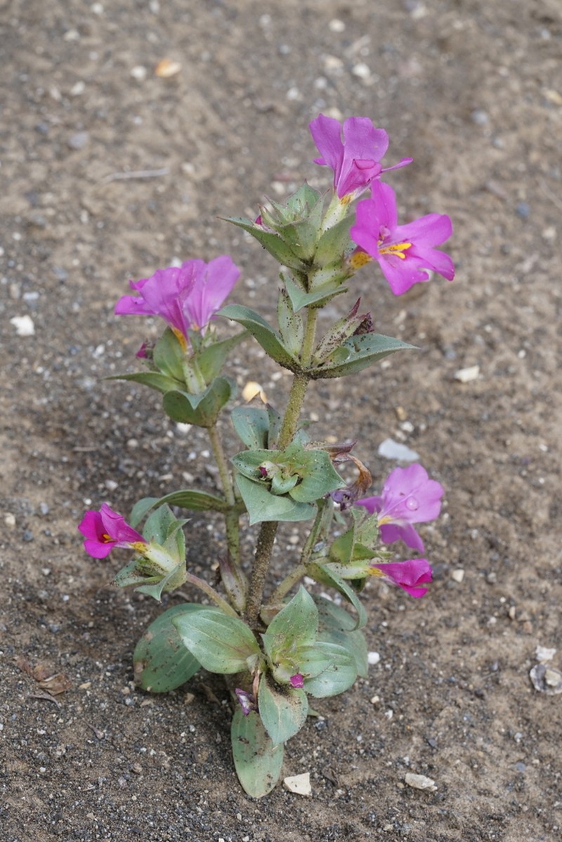 Cusick's Monkeyflower photo 7