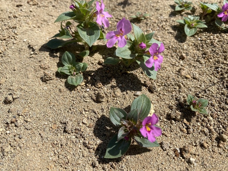 Cusick's Monkeyflower photo 8