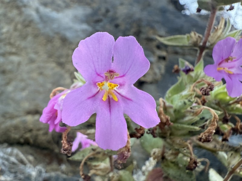 Diplacus cusickioides photo 3