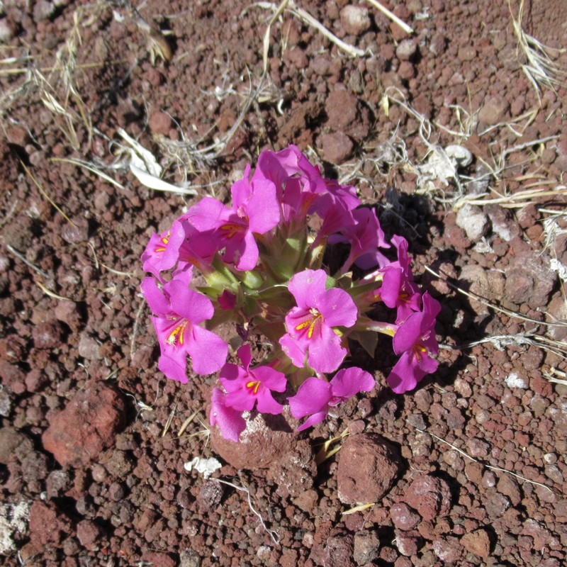 Diplacus cusickioides photo 7