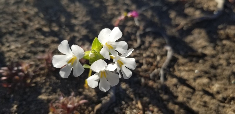 Diplacus deschutesensis photo 2