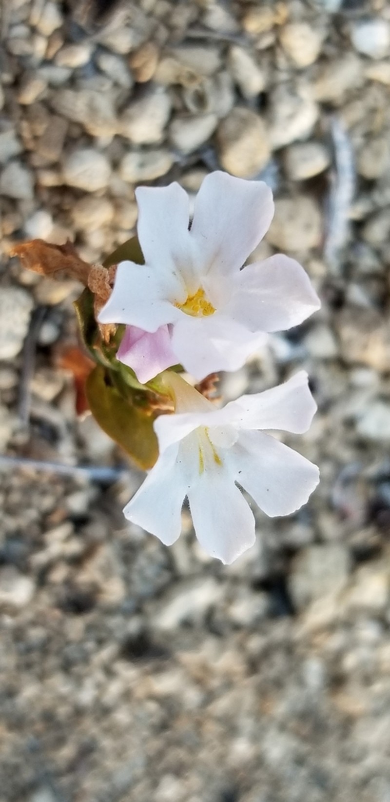 Diplacus deschutesensis photo 3