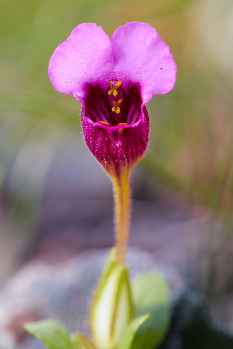 Selfing Monkeyflower photo 4