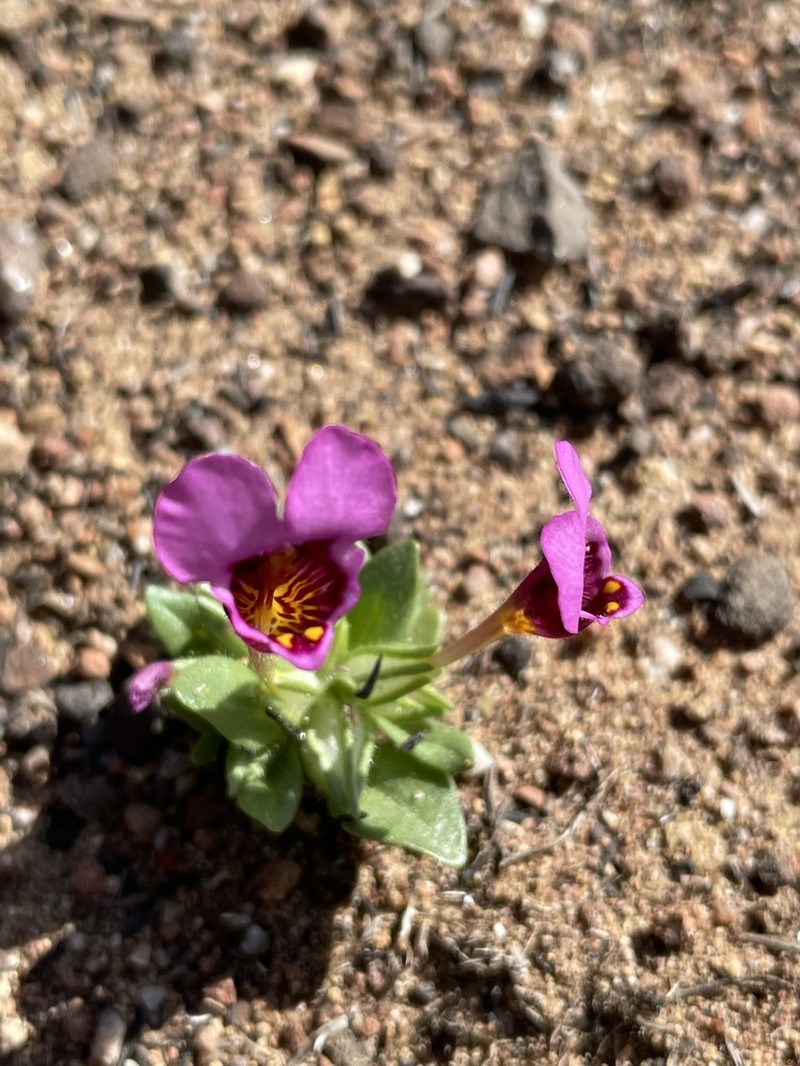 Selfing Monkeyflower photo 8