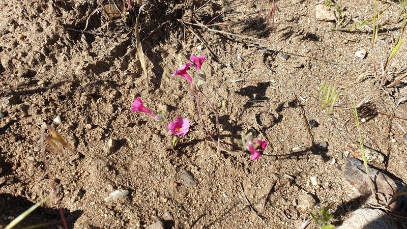 Onesided Monkeyflower photo 5