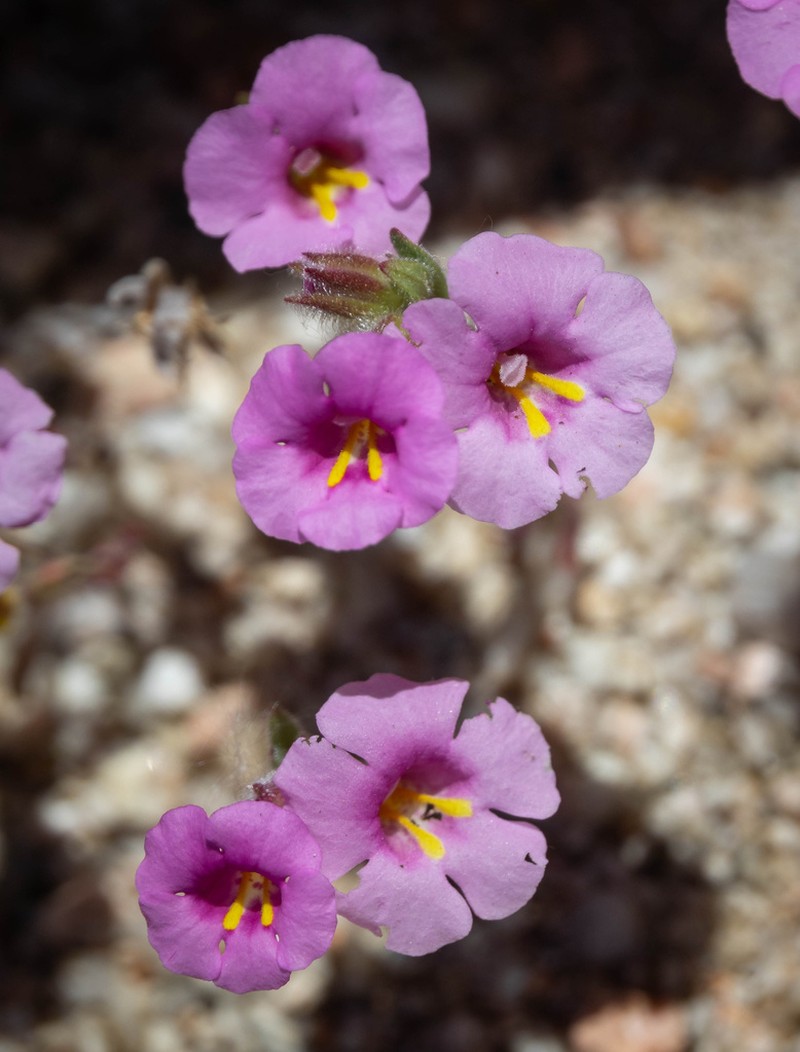 Onesided Monkeyflower photo 7