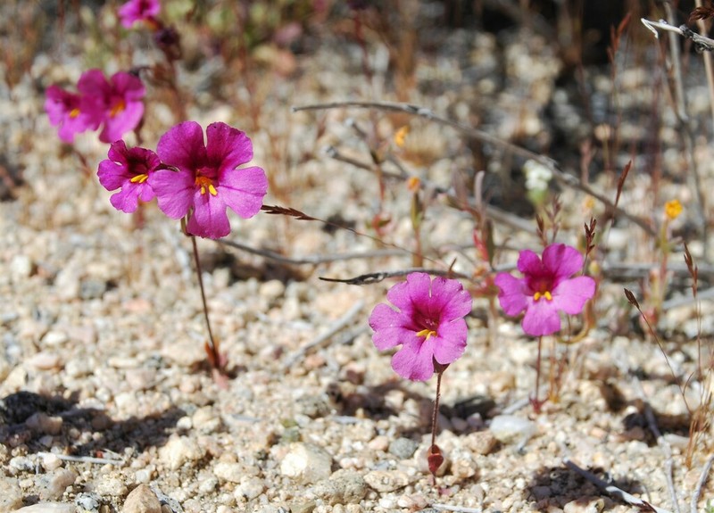 Fremont's Monkeyflower